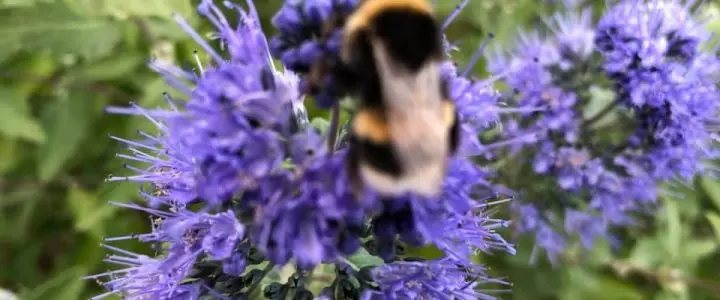 In der Gemeinde Langerwehe blüht es für Bienen, Hummeln, Schmetterlinge & Co.