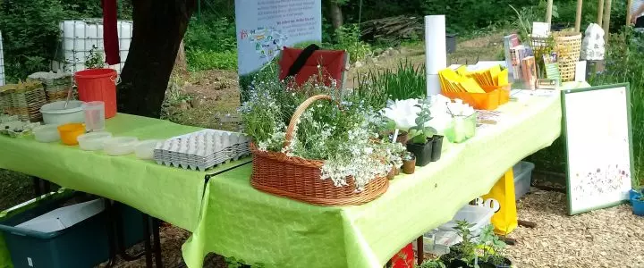 „Stauden gegen Spende“ am 26. März ab 9:00 Uhr am Töpferbrunnen