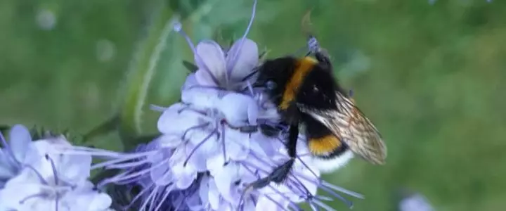 Einsatz für Bienen, Hummeln und Co Einsatz für Bienen, Hummeln und Co