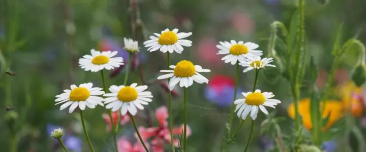 Blühflächen – schon jetzt mit der Bodenvorbereitung beginnen