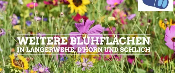 Neue Blühflächen in Langerwehe, D’horn und Schlich